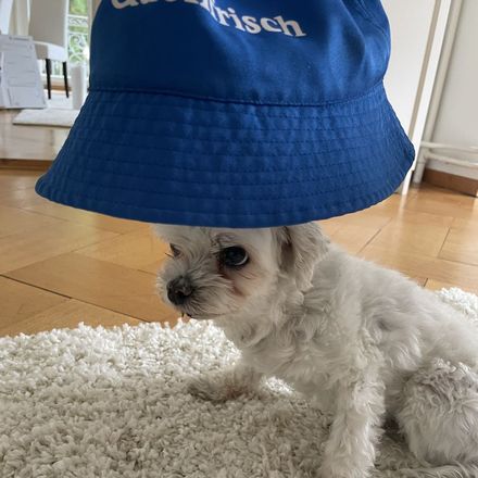 Our dog